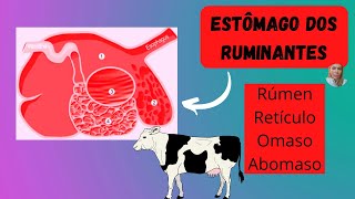 Sistema Digestório dos Ruminantes [upl. by Asset]