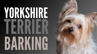 Yorkshire Terrier Barking Sounds To Make Your Dog REACT [upl. by Sessilu931]