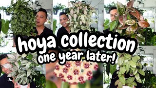 🌱 hoya collection 2024  one year later part 2  looking at my giant hoyas [upl. by Werbel]