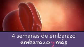 4 semanas de embarazo  Primer mes  EMBARAZOYMAS [upl. by Airotel783]