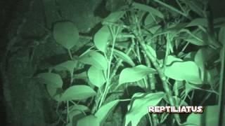 Night vision video Some of the Uroplatus sp [upl. by Luamaj90]