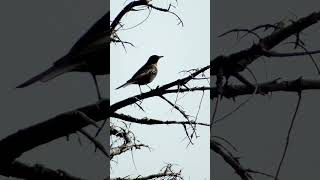 birds naturephotography wildlife shorts shortvideo reels wildbird tannenhäher eichelhäher [upl. by Martie]