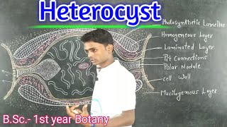 Lc12Heterocyst  Cyanobacteria BSc 1st year Botany  by Prahalad sir [upl. by Burtis343]