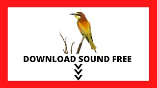 NO COPYRIGHT EUROPEAN BEE EATER Merops apiaster DOWNLOAD SOUND FREE š”» [upl. by Cranford492]