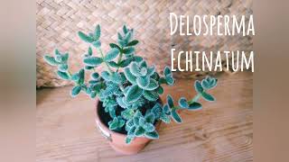 Delosperma Echinatum [upl. by Naitsihc]