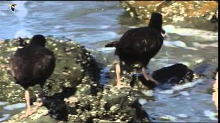 A Black Oystercatcher carries its prey along a rocky beach [upl. by Brill3]