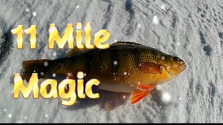 11 Mile Multi Species MAGIC icefishing [upl. by Danzig213]