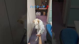 ハイタッチ♬ ボルゾイ🐶✨ High five ♬ Borzoi 🐶✨ [upl. by Emirac164]