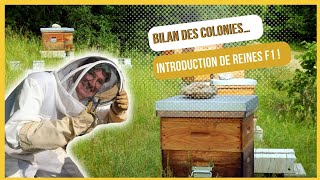 BILAN des Colonies ET INTRODUCTION de REINES F1 S02E21 [upl. by Enirac515]