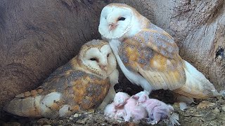 Barn Owl Dad so Devoted as Chicks Hatch  Gylfie amp Finn  Robert E Fuller [upl. by Judon]