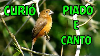 ♫ CURIÓ PARDO Piado e Canto ♫ Espetáculo da natureza ave cantando e chamando [upl. by Clive]