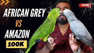 African Grey Vs Amazon Parrot  Best Talking Parrot  Best Parrot for Beginners  ShaikhTanveer [upl. by Eelirem]