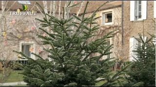 Comment choisir son sapin de noël   Truffaut [upl. by Airdna]