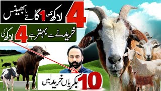 1 cow ki qimat main 10 goats a jati hain  goat farming [upl. by Rebmyk]