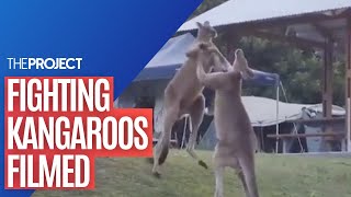 Boxing Kangaroos Two Kangaroos Crash Into Family Tent At A NSW Campground [upl. by Merola]