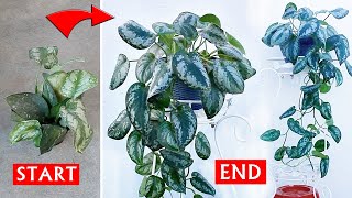 Satin POTHOS CARE 101  BEST Soil Mix Fertilizer Light amp Water Requirements [upl. by Irmine]