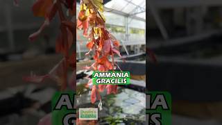 Ammania Gracilis Thick RED Aquarium Plant [upl. by Nicolai]