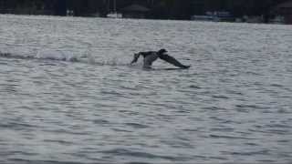 Adirondack Loon Takeoff from Water with Slow Motion [upl. by Gusta968]