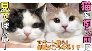 猫を飼う前に見てほしい【アパート暮らしで猫を飼うと部屋がこうなる】可能性があります。 [upl. by Kavanagh168]