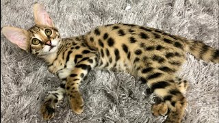 🤔 So you want a Savannah Cat [upl. by Nylcsoj]