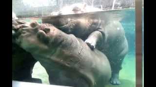 San Diego Zoo Hippos Mating [upl. by Whitson]