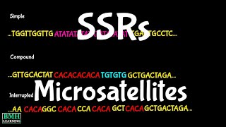 SSR  Simple Sequence Repeat  Microsatellites  Molecular Markers [upl. by Marka282]