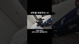 새벽에 나를 깨우는 것은 알람과 너 너는 참 사랑스럽구나 근데 아프다 살려줘라 좀고양이 고양이일상 고양이영상 cat babysat 김예쁜 [upl. by Adien]