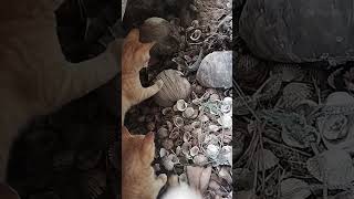 Kitten bullying baby Monitor lizard [upl. by Nirda]