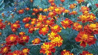 como sembrar semillas de Tagetes  Cempasúchil  Clavelon  Rosa de la India [upl. by Sander]