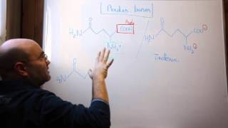 Acidebase  acideaminé et zwitterion [upl. by Sanders]