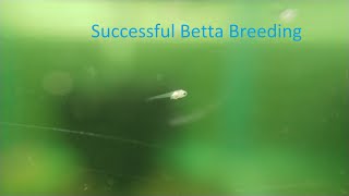 Betta Breeding  Breeding Process Tips And Experience [upl. by Yeltnerb]