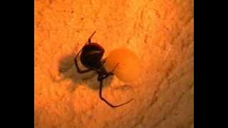 Redback Spider  Latrodectus hasseltii [upl. by Hannazus]