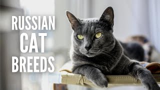 10 Russian Cat Breeds You Should Know [upl. by Yasibit]