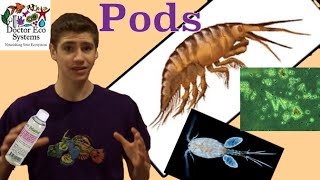 Copepods and Rotifers Info Does your Tank Need Them [upl. by Nisse]