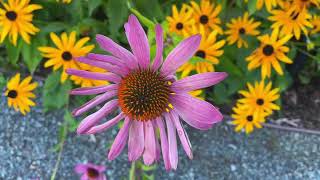 Derek Doubleday Arboretum Canada Park [upl. by Bausch]