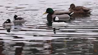 Mallard Ducks amp Bufflehead Ducks [upl. by Nwahsd]