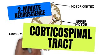 2Minute Neuroscience Corticospinal Tract [upl. by Alyce]