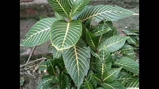 alphandra plant growing and careing tips [upl. by Williamsen645]