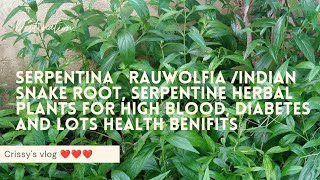 SERPENTINA RAUWOLFIAINDIAN SNAKE ROOT SERPENTINE Herbal plants for high blood and diabetes [upl. by Chuah]