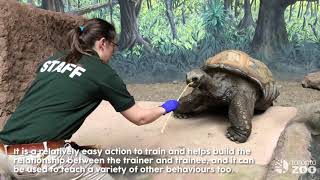 How To Move A Aldabra Tortoise Training Tuesdays Toronto Zoo [upl. by Tyson]