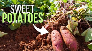 Starting Slips in Grow Bags Giant Sweet Potatoes [upl. by Cheng]