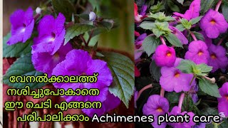 Achimenes longiflora plant care in summer seasonAchimenes malayalamHow to make a healthy seedling [upl. by Askari]