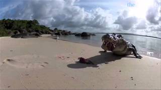 Saltwater crocodile attacks camera [upl. by Marlena]