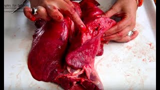 Lung Pluck Gas Exchange Respiratory System Dissection GCSE A Level Biology NEET Practical Skills [upl. by Yajeet]