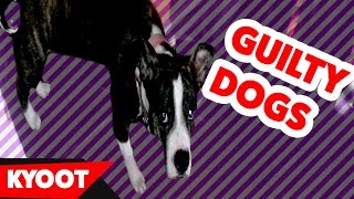 Funniest Guilty Dog Videos of 2016 Weekly Compilation  Kyoot Animals [upl. by Estus]