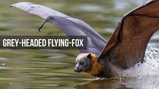 Grey Headed Flying Foxes  Slowmotion and dipping behaviour [upl. by Bloom406]