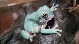 【スノーフレーク】ある日のイエアメガエルたち【ブルーアイ】＃Litoria caerulea＃イエアメガエル ＃カエル ＃ブルーアイ ＃スノーフレーク [upl. by Eibbob]