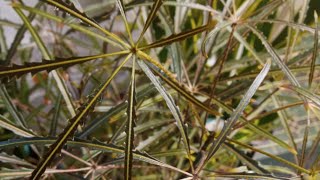 Plerandra Elegantissima SchffleraThe Leaves of This Plant Looks Like A Fireworks Imelda Ingram [upl. by Mali308]