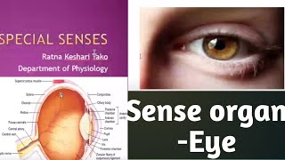 Special Senses Eye sense organ by GMC Lecturer Ratna Kesari Tako [upl. by Leidag]