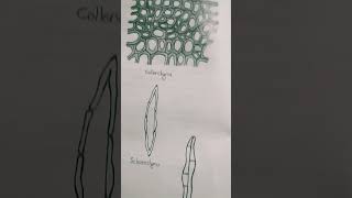 CollenchymaSclerenchyma and Xylem drawing shorts [upl. by Karly]